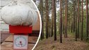 Сибиряк нашел в лесу огромный белый гриб — он весит более 2 килограммов