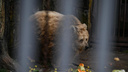 Медведя застрелили в Приморье после нападения на сторожа