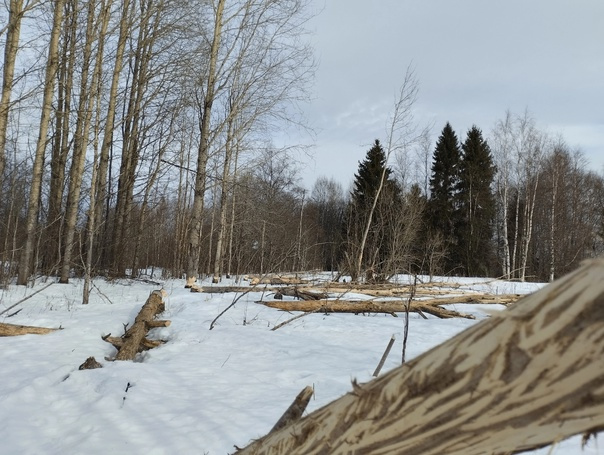 В Ленобласти запасливые бобры уронили деревья, а лоси оставили на них узоры