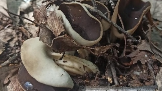 Данных о ядовитости нет: под Новосибирском нашли необычный гриб — фото