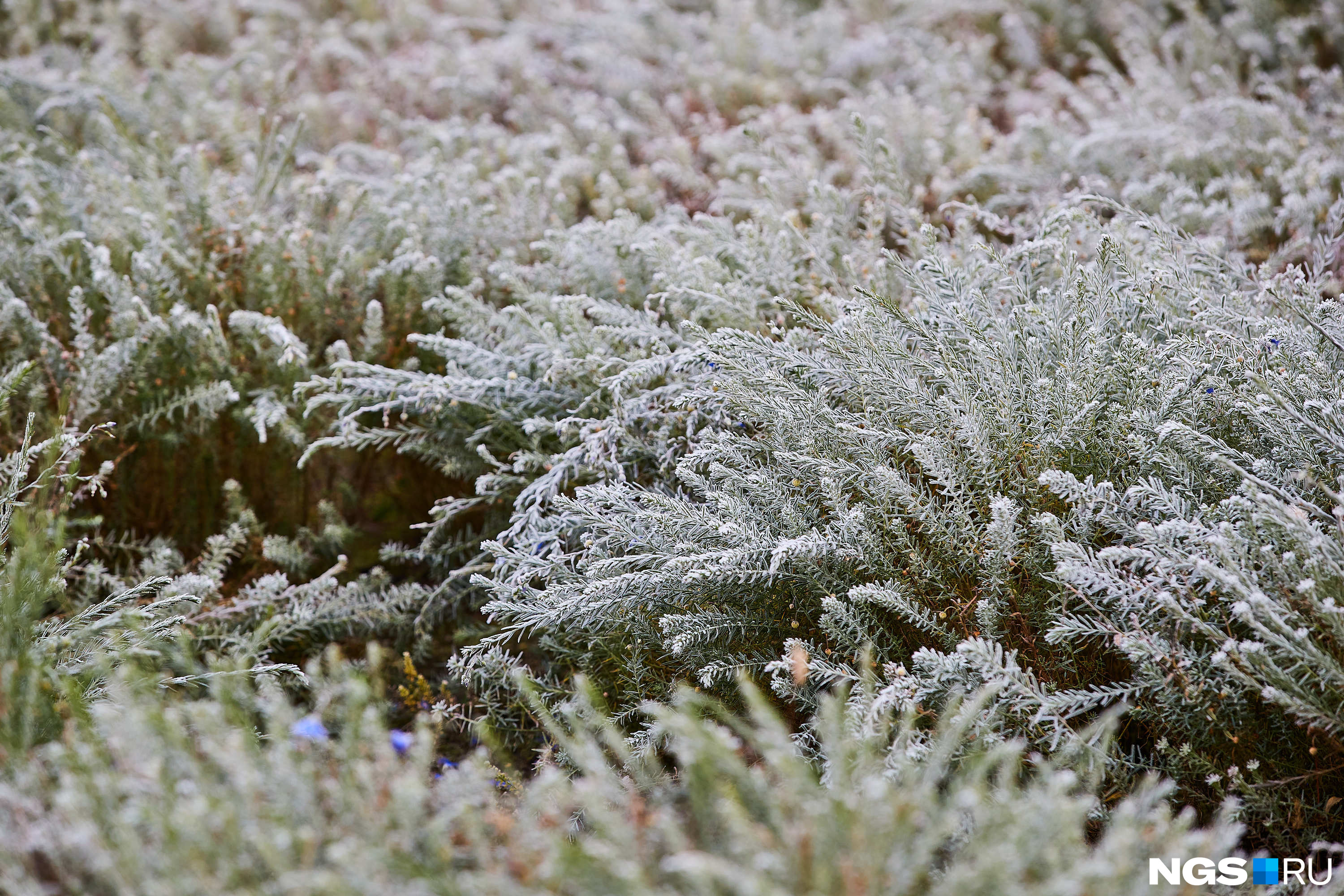 Градус заморозки. Зеленая трава покрытая инеем. Цветы покрытые инеем фото. Зима разукрасила инеем ОСИНВ.