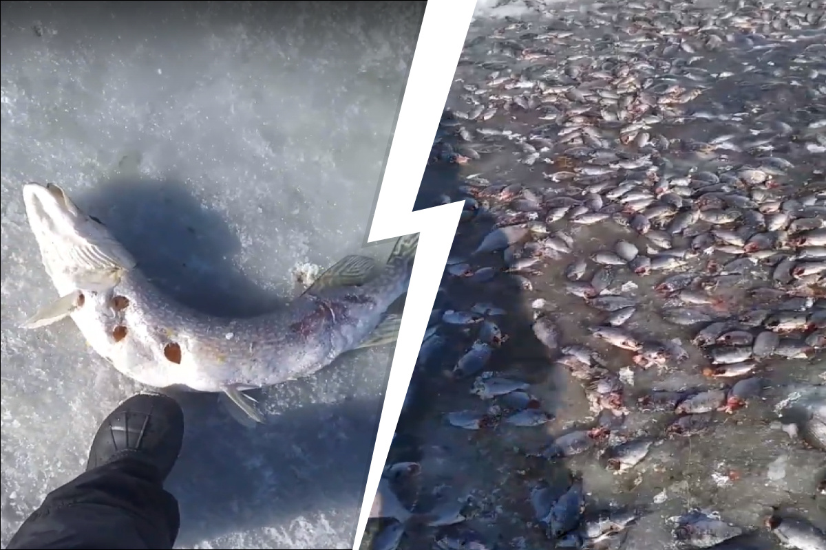 Омские рыбаки сняли видео, на котором озеро Салтаим усыпано мертвой рыбой