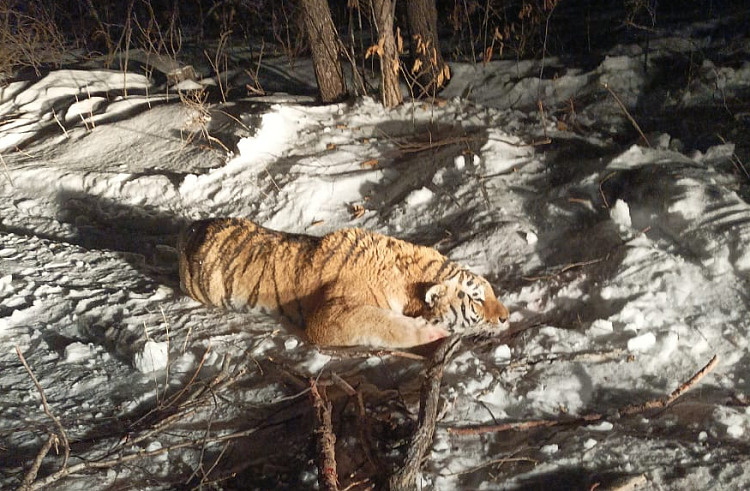 В Приморье поймали упитанного тигра-хулигана, который нападал на домашних животных