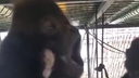 Барнаульский зоопарк приютит краснокнижного гиббона: его бросил хозяин из Новосибирска