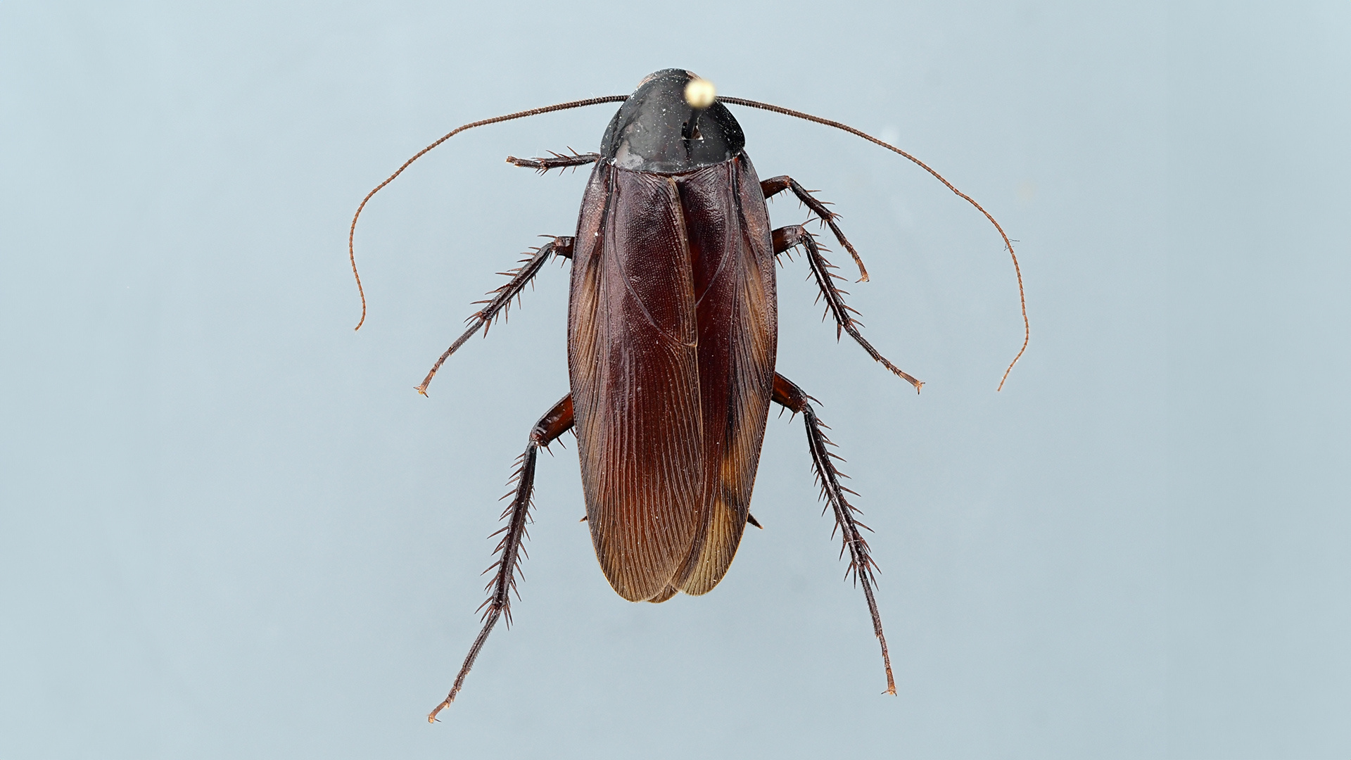В Финляндии нашли невиданных ранее 3-сантиметровых тараканов. Грешат на международные перевозки
