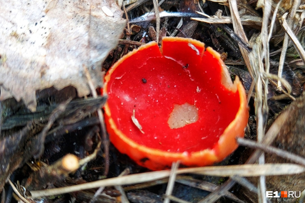 Екатеринбурженка нашла в лесу необычный гриб. При чем тут эльфы?