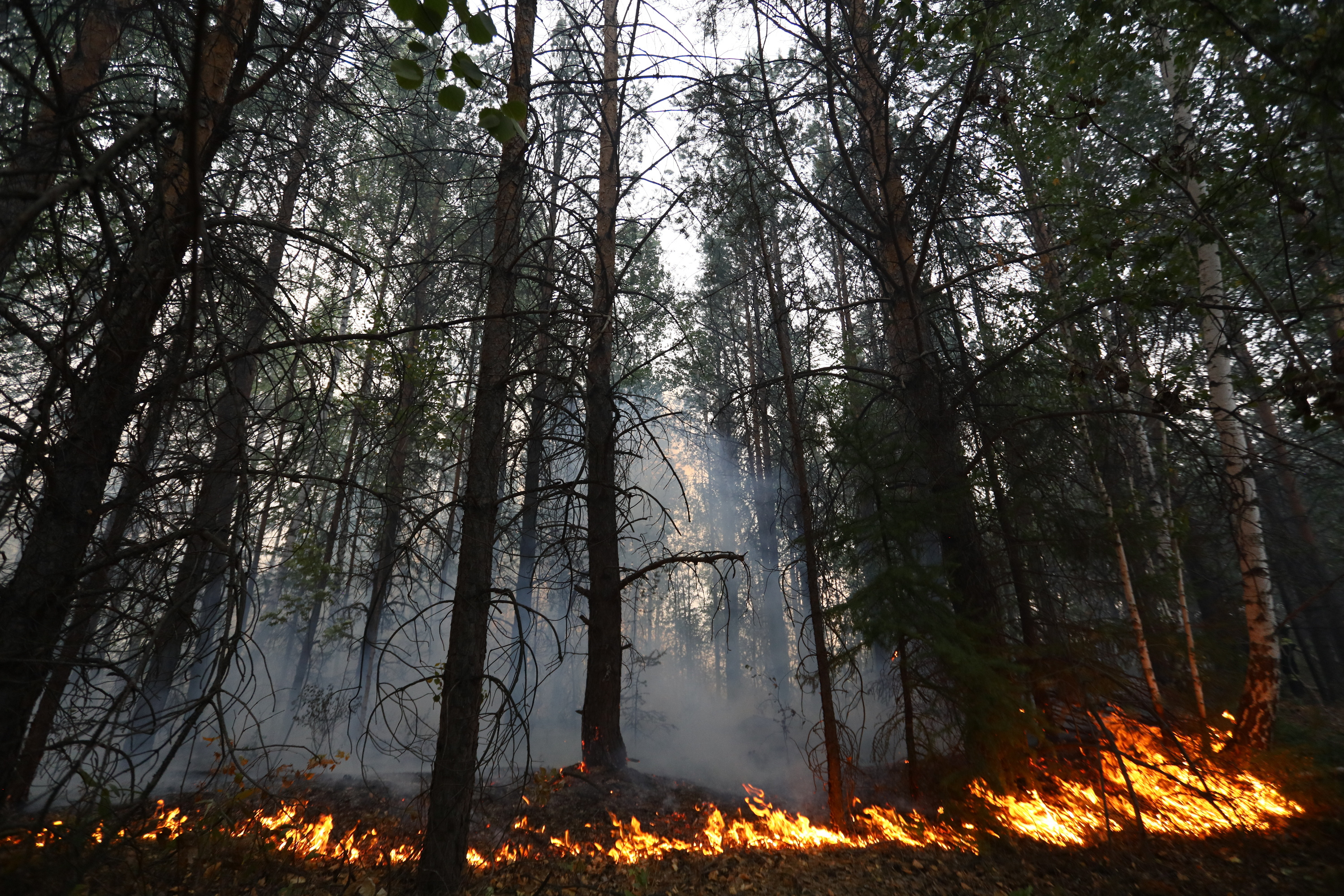 Смог — на выход. В Свердловской области локализовали все лесные пожары