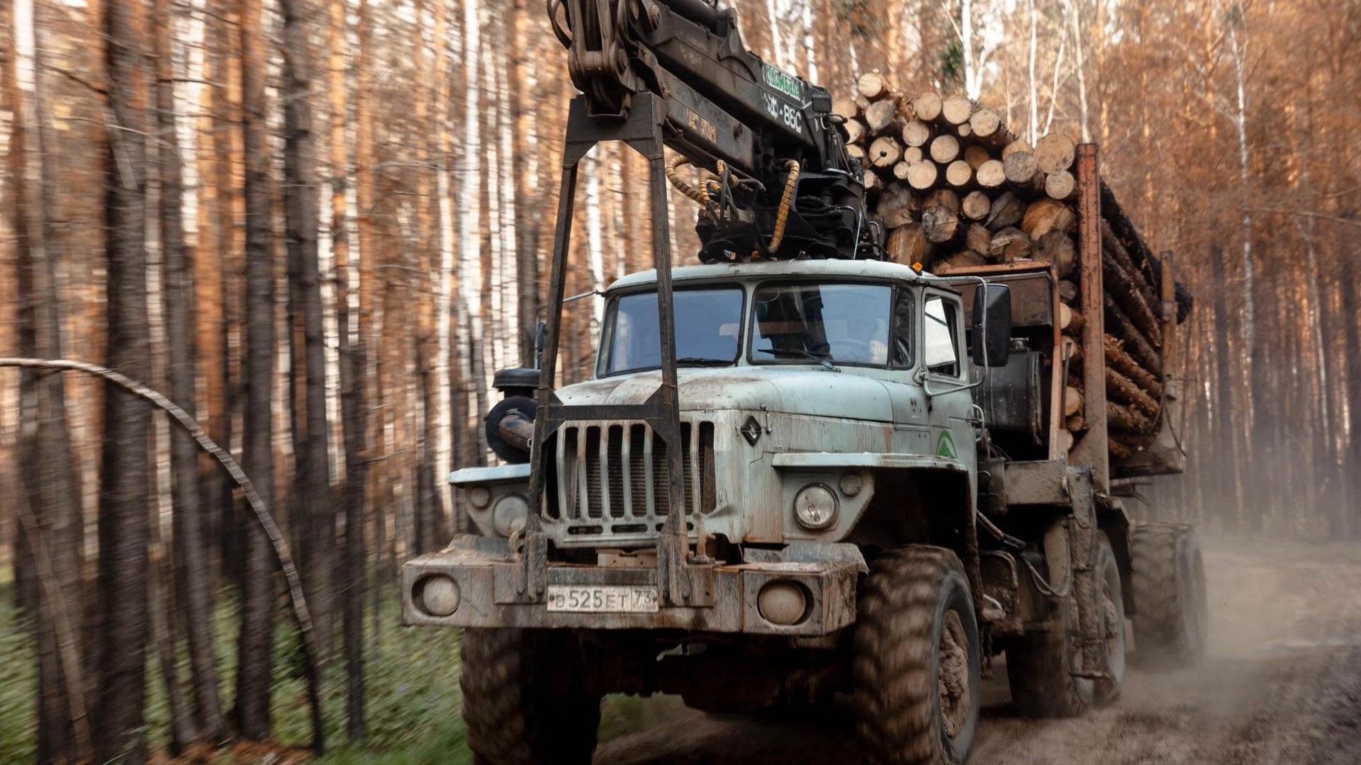 Вальщик леса — 130 тысяч: каких работников с большими зарплатами ищут в Тюменской области