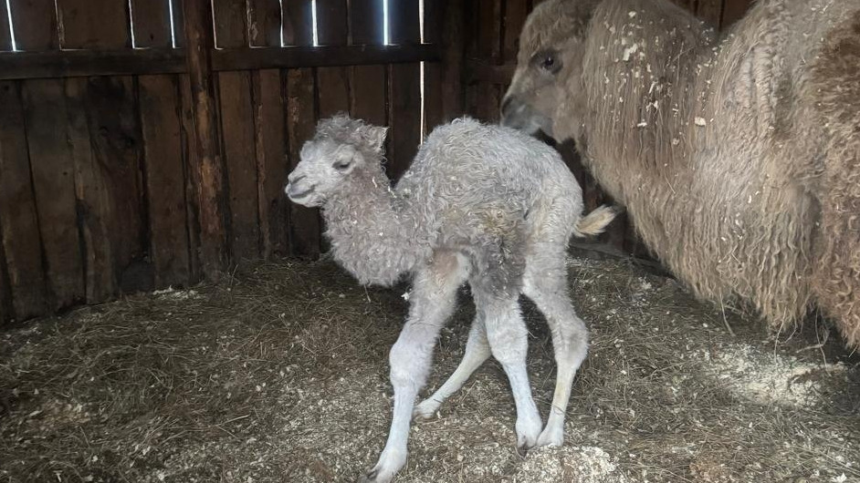 Первоапрельский подарок: в барнаульском зоопарке впервые родился верблюжонок