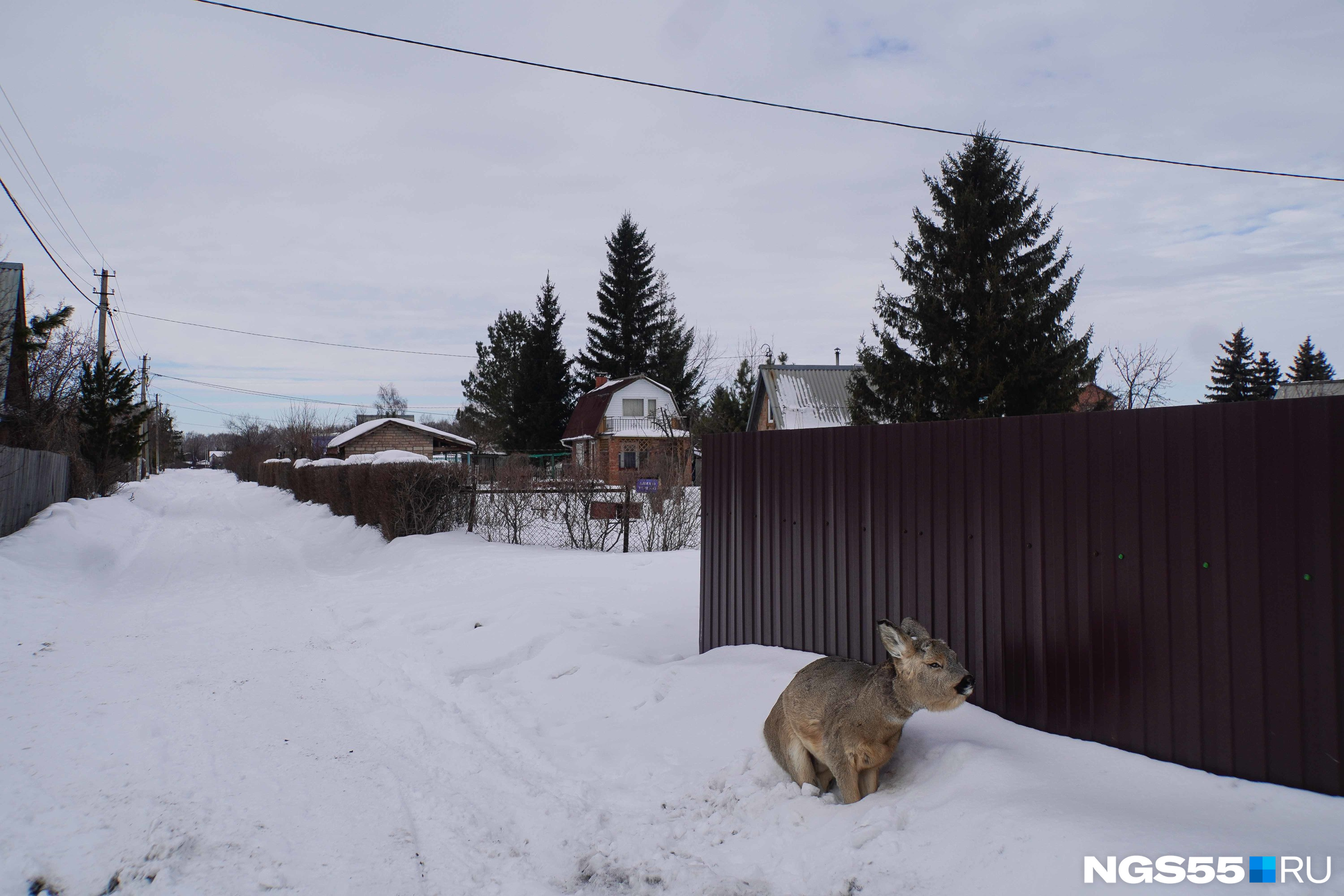 Просьба вынести мертвых косуль на центральную аллею». Почему в России  массово гибнут животные и их никто не спасает | 07.03.2024 | Архангельск -  БезФормата