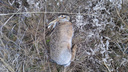Агроном в Ростовской области хотел перетравить мышей, а в итоге устроил массовый мор зайцев