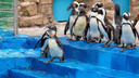 В Красноярске в «Роевом ручье» пингвины открыли купальный сезон — видео