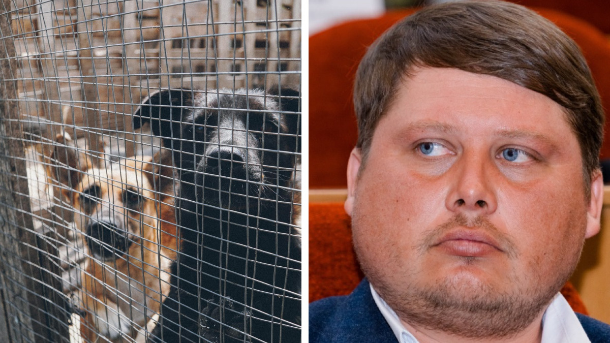«Жизнь собаки не может быть дороже жизни человека»: Иван Кочугуров — о законопроекте об эвтаназии