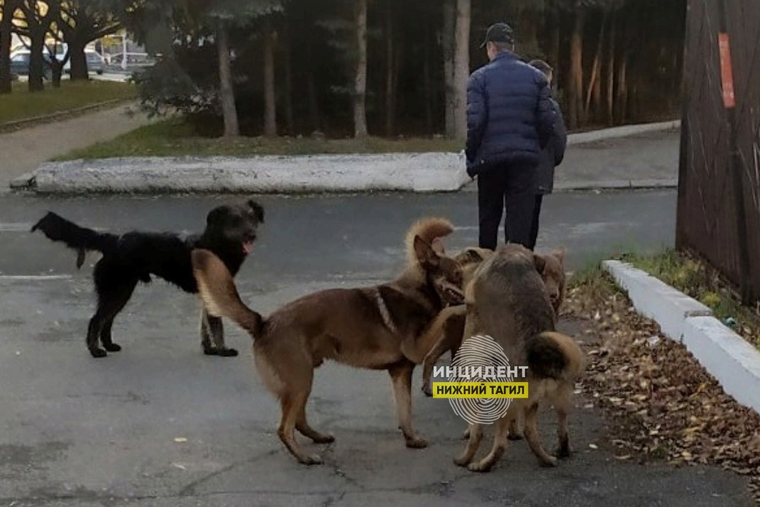«Агрессивные, непредсказуемые, сильные»: уральцев держит в страхе стая собак, которая бегает по детским садам