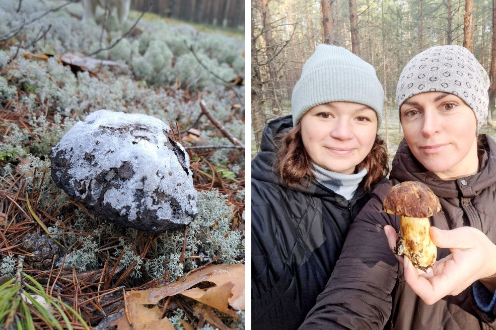 Людмила нашла грибы возле дач в городе Котласе