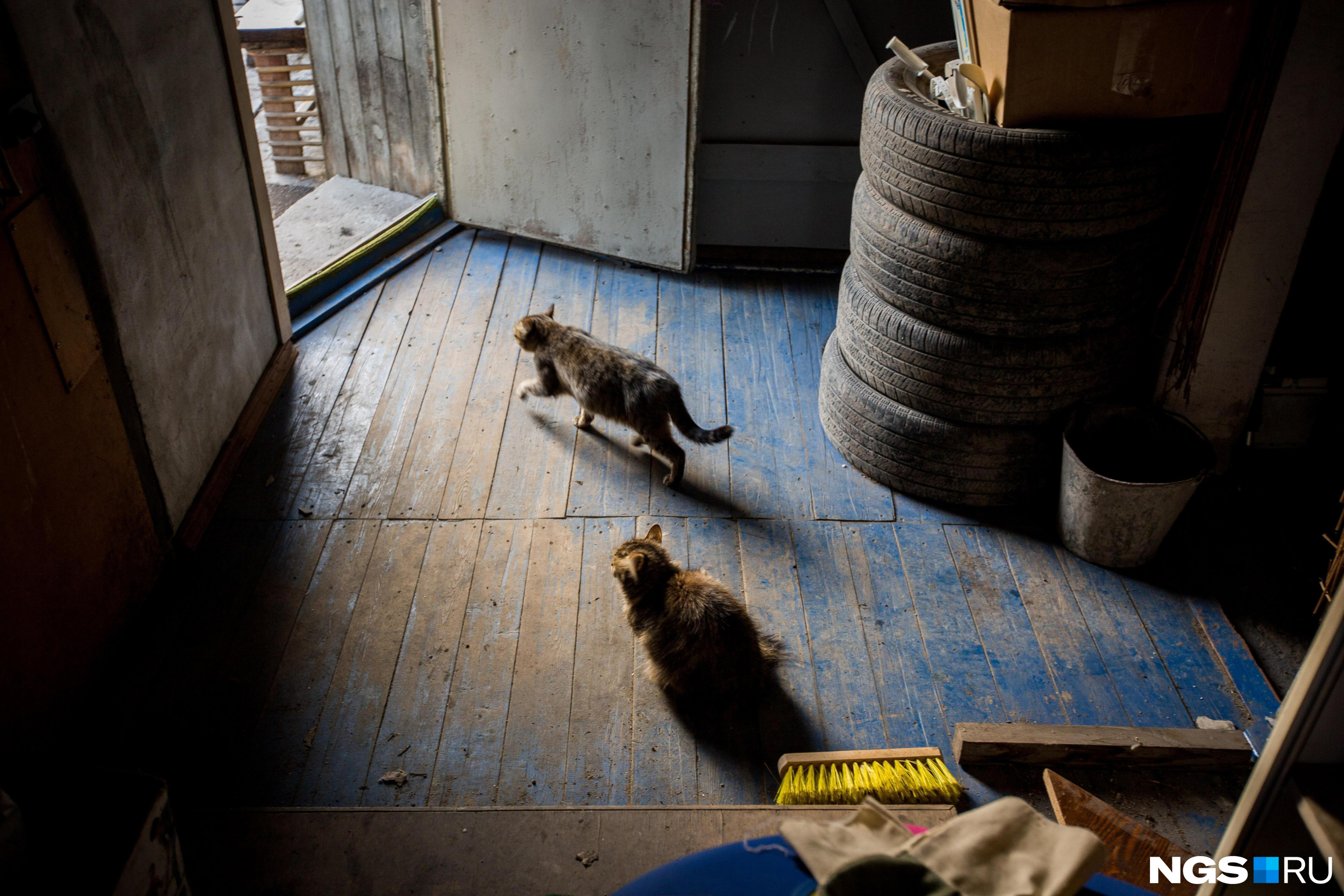 Двух зверски убитых домашних кошек нашли в Могоче