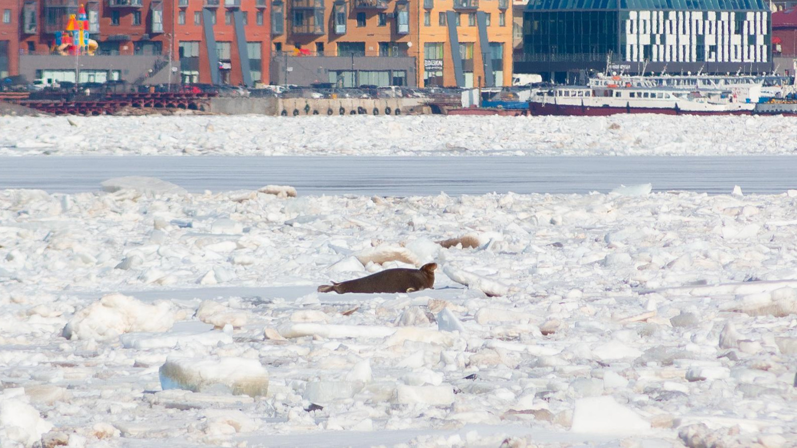 В Архангельской области обсуждают убийство тюленей: какие звезды защищали бельков 16 лет назад