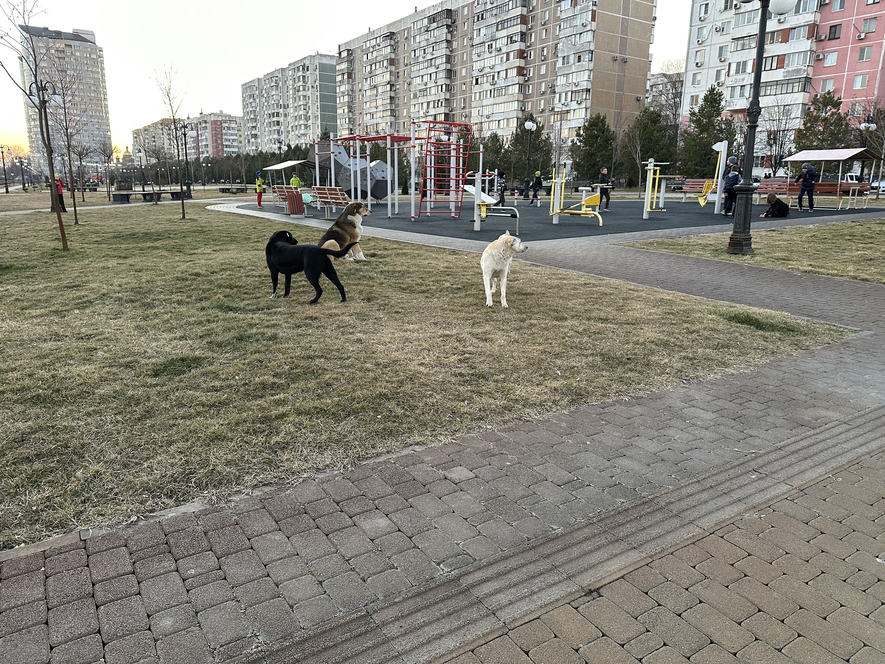 Дети на площадке играют с собаками