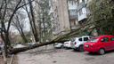 Ветер повалил 36 деревьев по всему Ростову: итог непогоды в выходные