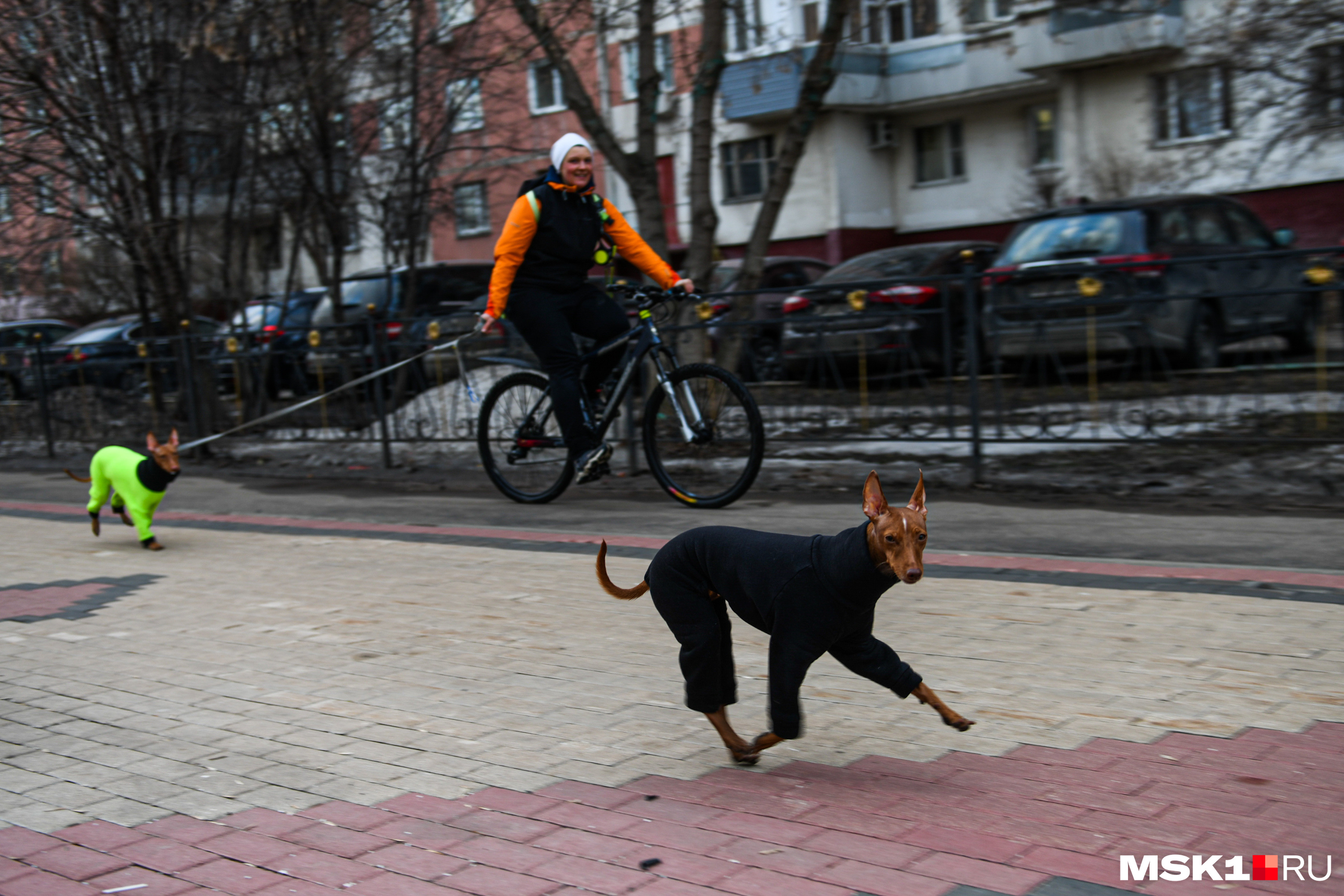 На улицах Выхино много породистых собак
