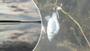 «Скармливают свиньям»: в новосибирском озере массово всплыла рыба — что там происходит
