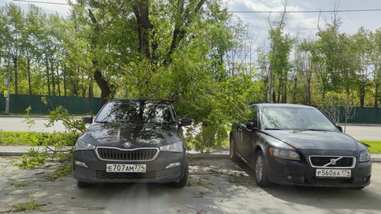 Дерево упало на припаркованные иномарки в центре Челябинска