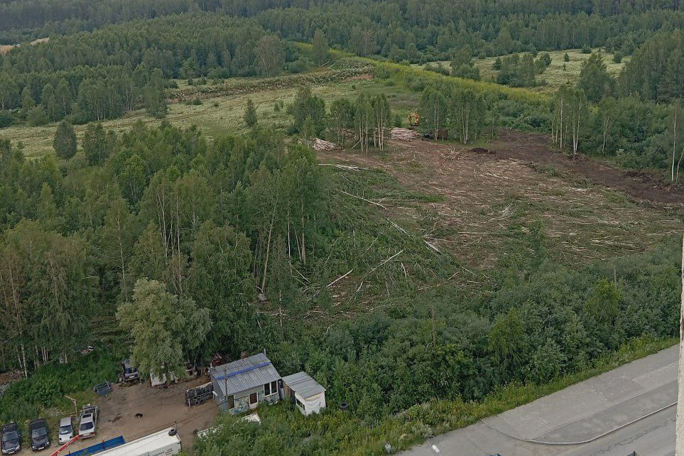 В Академическом техника вырубила лес. Кто это делает и зачем?