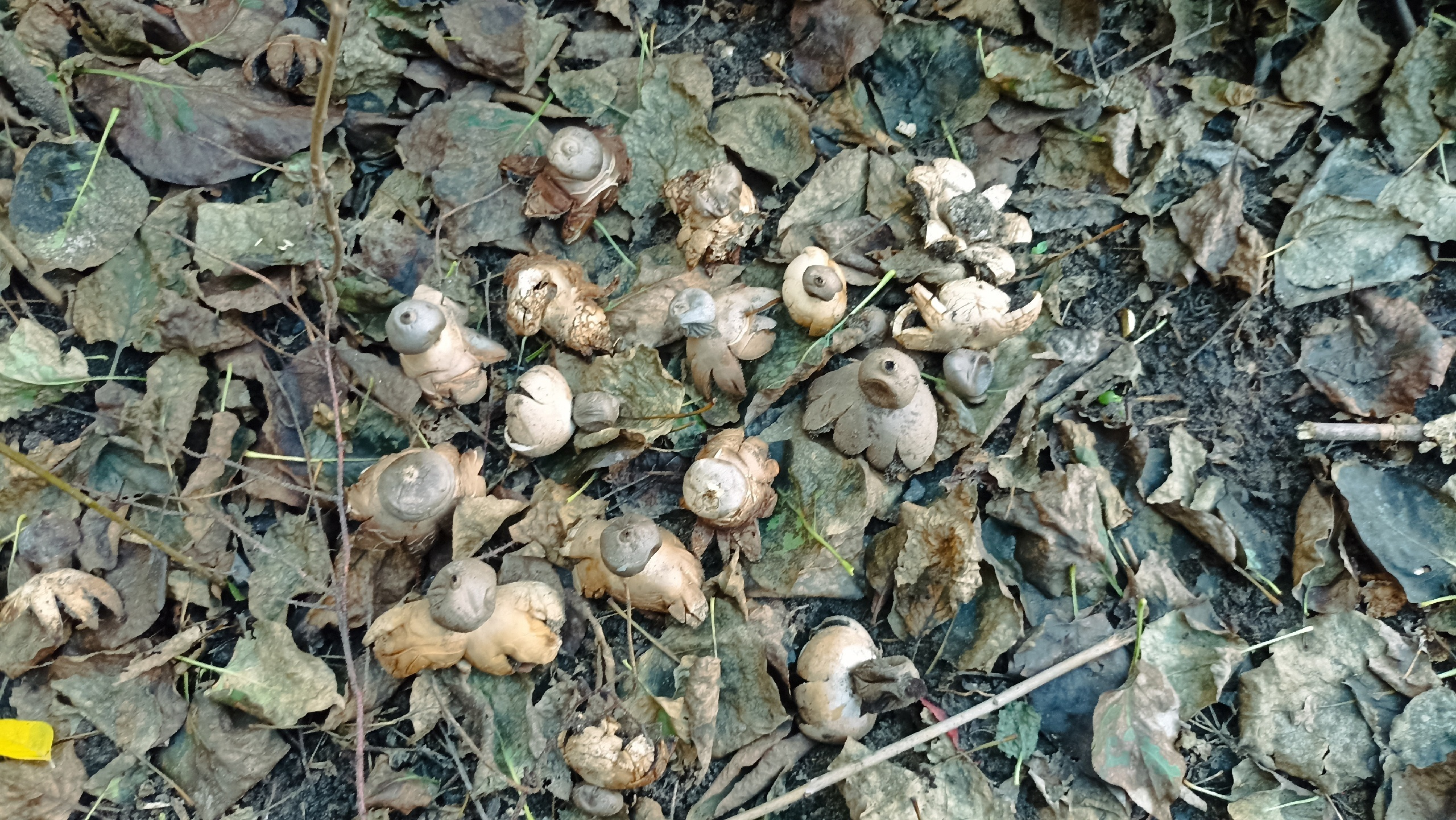 Такие грибы встречаются довольно редко