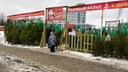 Можно купить даже <nobr class="_">15-метровую</nobr>: в центре Ярославля продают живые елки. Сколько они стоят