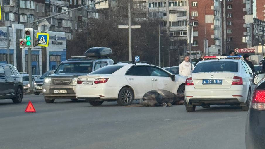 Авария с лошадью и «Тойотой» в Челябинске попала на видео