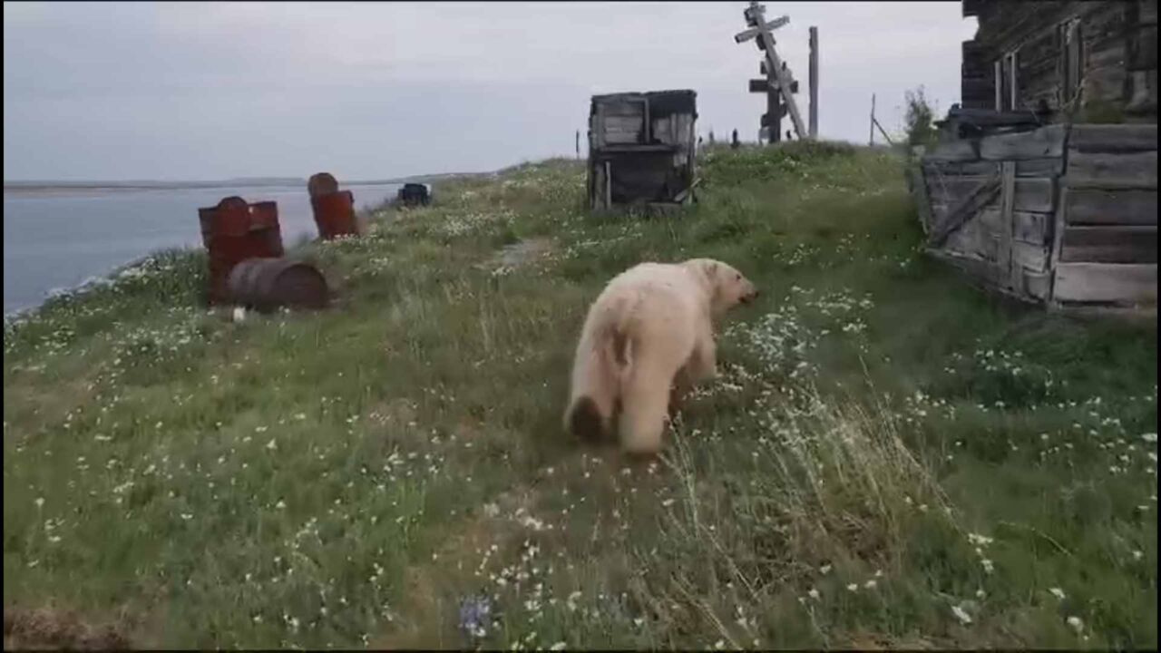 Как в Якутии выгоняли медведя из села: косолапый облюбовал сарай и подружился с собаками — смотрим видео