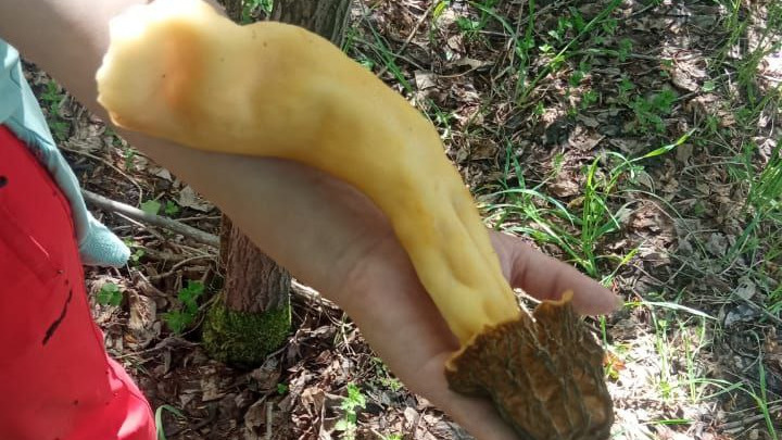 «Красавчик 32 сантиметра»: сибирячка нашла гигантский гриб интригующей формы — его можно вырастить и в холодильнике