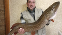 Ростом с человека! В Самарской области рыбак поймал гигантскую щуку
