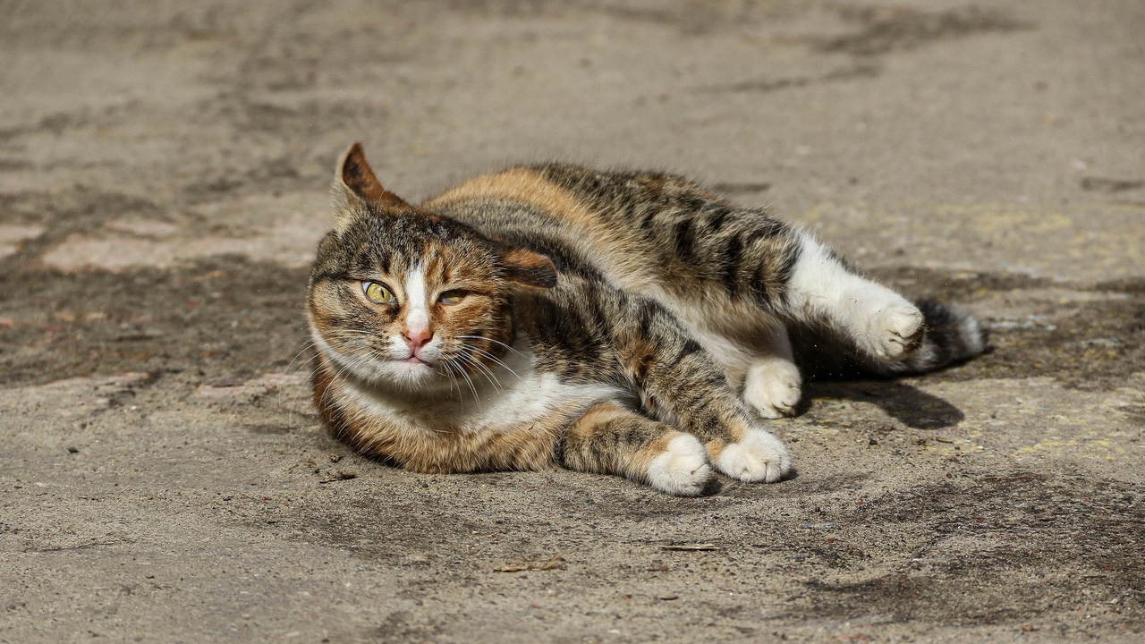 Самый пушистый фоторепортаж с нижегородскими котами