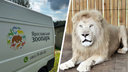 «Он спасет от депрессии»: в зоопарк Ярославля привезли белого льва, вызволенного из цирка
