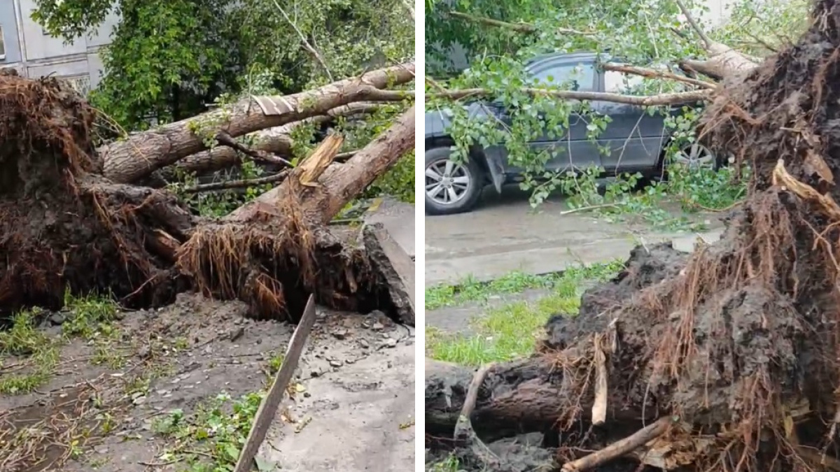 Ураган повалил деревья на седан во дворе на улице Сакко и Ванцетти — видео