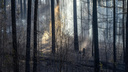 Первые жертвы сезона пожаров: охотники из ХМАО подожгли лес — один из них погиб