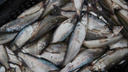 В Северодвинске нелегально торговали рыбой: какие сроки грозят продавцам