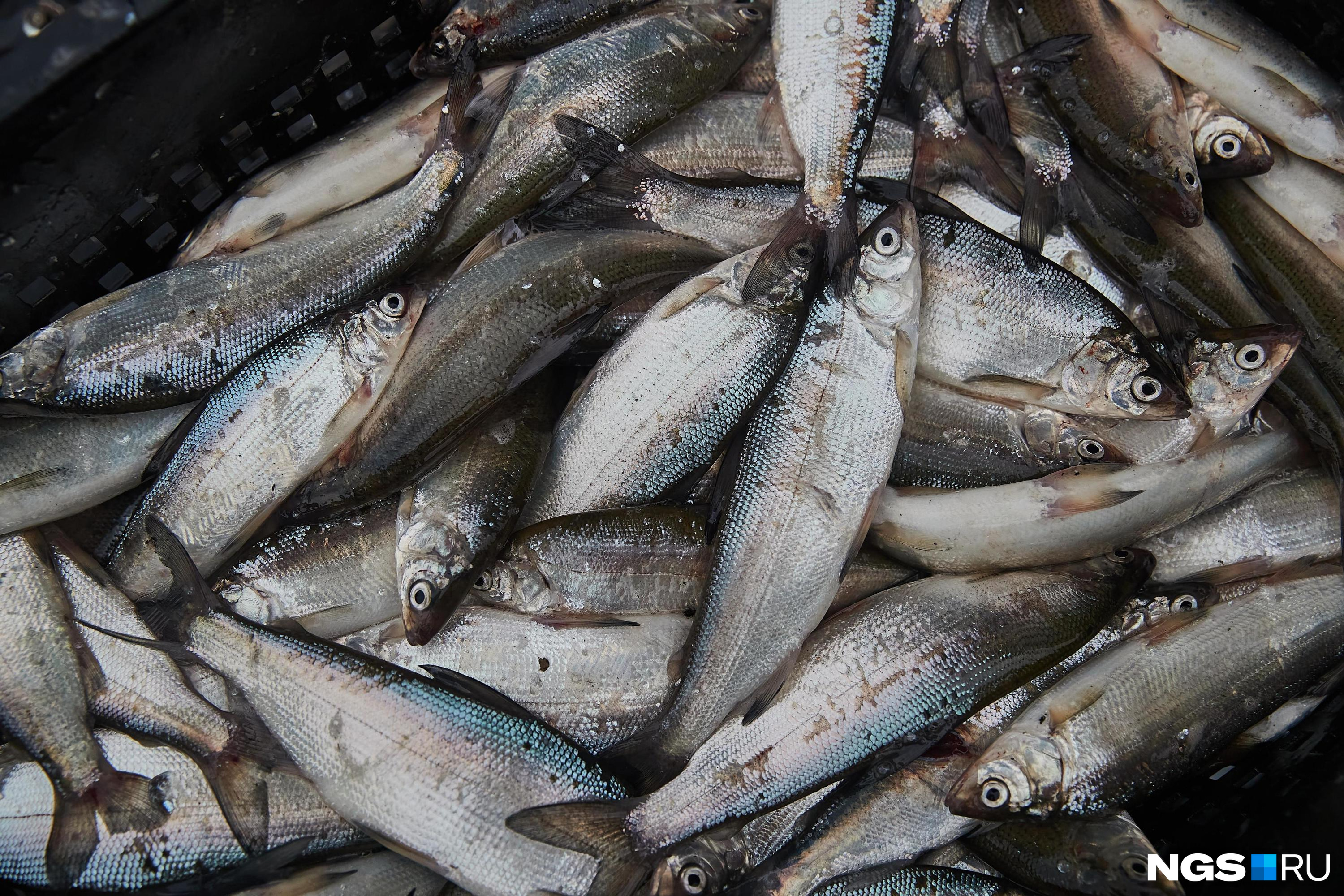 список рассказов льва толстого. толще как писать. война и мир рукопись толстого. затекстовая ссылка в курсовой. толще как писать.