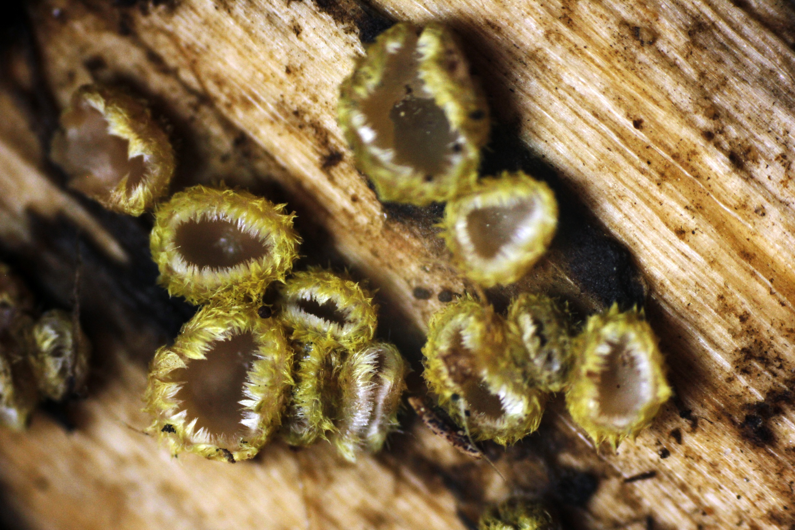 «Первый раз встретил в жизни»: новосибирец нашел странные грибы — они выглядят как мохнатые блюдца