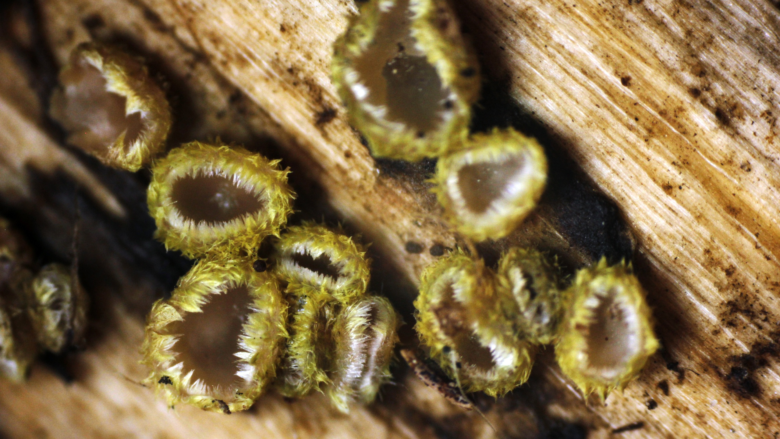 «Первый раз встретил в жизни»: новосибирец нашел странные грибы — они выглядят как мохнатые блюдца
