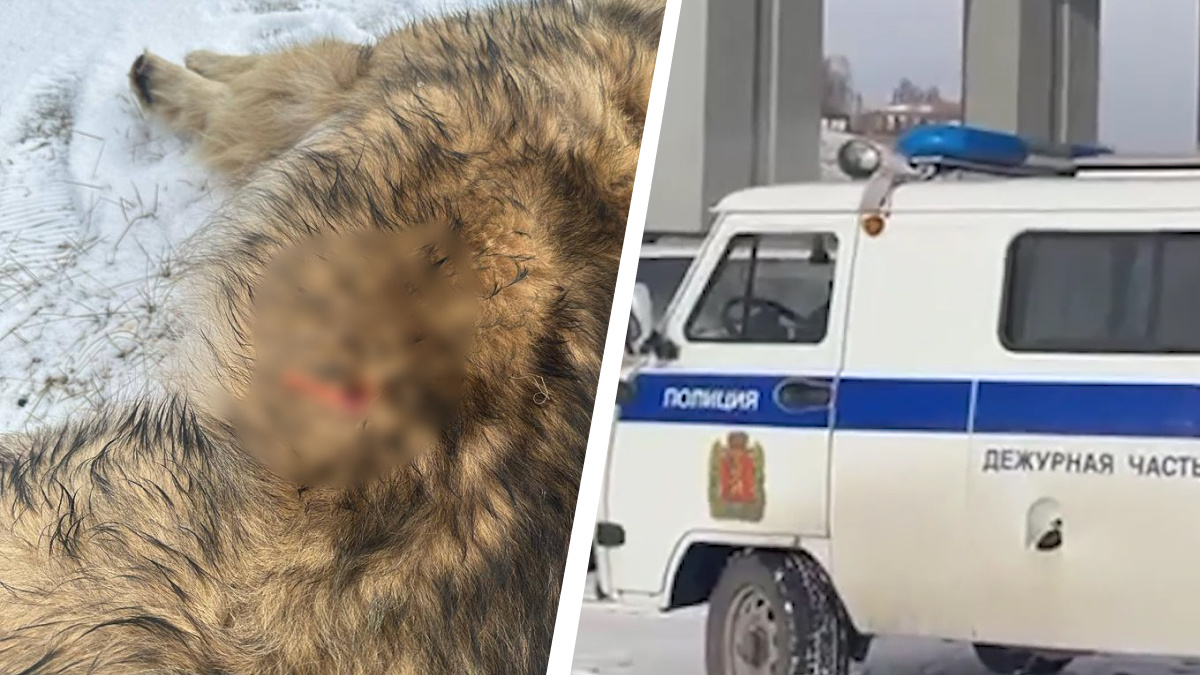 «Стреляют дротиками с ядом»: волонтеры рассказали об убийстве собак под Николаевским мостом