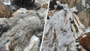 Власти проверяют возможную опасность свалки с останками животных под Курганом