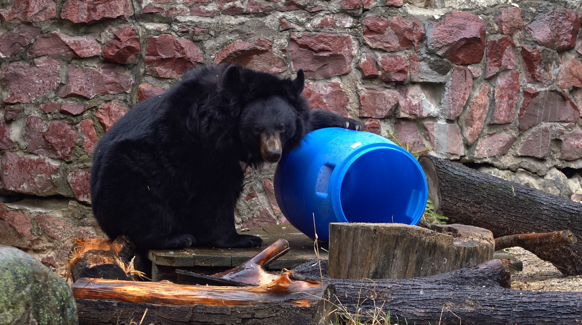 В Московском зоопарке проснулись медведи. Их угощали тыквой и салатом