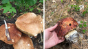 Огромные грибы собирают новосибирцы в лесах — изучаем, где такие можно найти