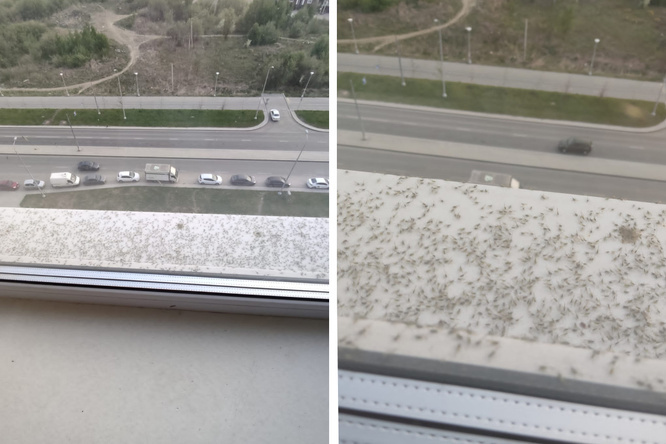 «Волдыри две недели не проходят»: что за насекомые атаковали Екатеринбург