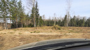В Ярославском районе вырубают пять гектаров леса: на каком основании