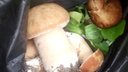 «Попалась семейка»: первые белые грибы начали находить в Новосибирской области