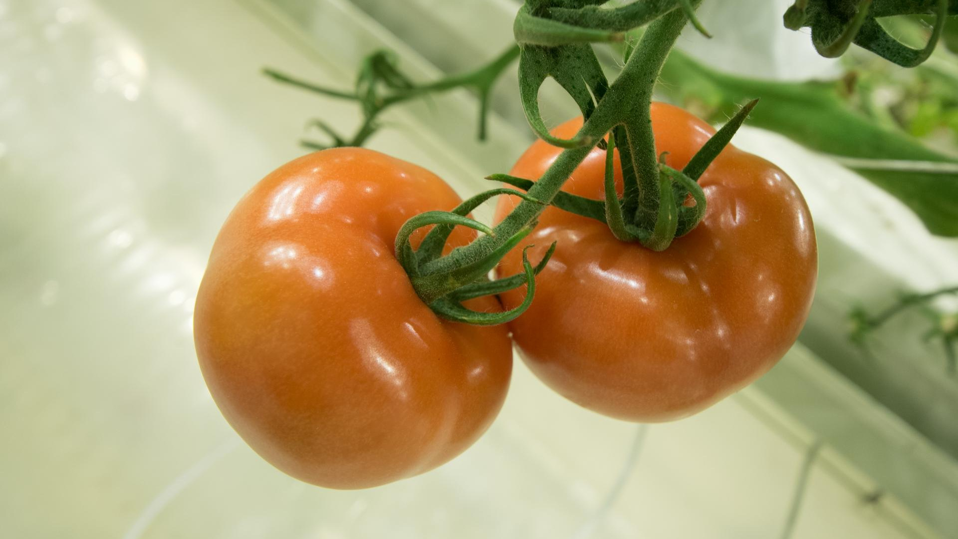 Спасаем овощ. Тюменский агроном дала советы, как бороться с желтеющими томатами — видео