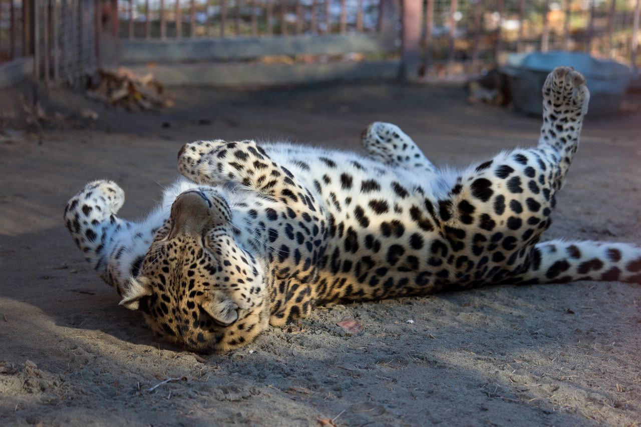 Следит за здоровьем пасти. Посмотрите, как леопард из барнаульского зоопарка чистит клыки